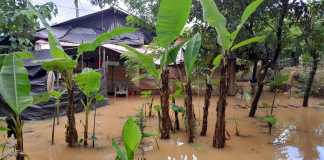 Los cultivos de distintos productos están en riesgo por las inundaciones ocurridas en Alta Verapaz.