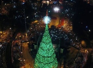 Árbol Gallo