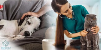 El Ministerio de Salud Pública y Asistencia Social (MSPAS) informó sobre la extensión de la jornada anual de vacunación antirrábica para perros y gatos