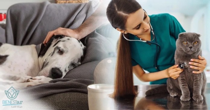 El Ministerio de Salud Pública y Asistencia Social (MSPAS) informó sobre la extensión de la jornada anual de vacunación antirrábica para perros y gatos