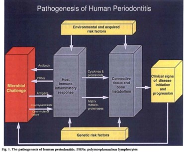 Pathogenesis of Human Periodoitis 