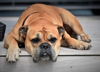 Si su mascota es activo o pasa gran parte del tiempo fuera de casa, sería necesario aumentar su ración para compensar el mayor gasto de energía que se produce durante los días fríos. (Foto La Hora: Pitsch en Pixabay)