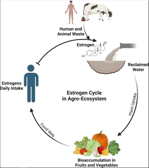 Fuente: https://www.sciencedirect.com/science/article/pii/S0160412023002581