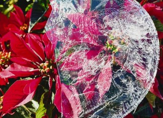 Derivado de las bajas temperaturas, se formó una delgada capa de hielo en el agua en el occidente del país, reportaron vecinos. Foto: Gilberto Escobar/La Hora