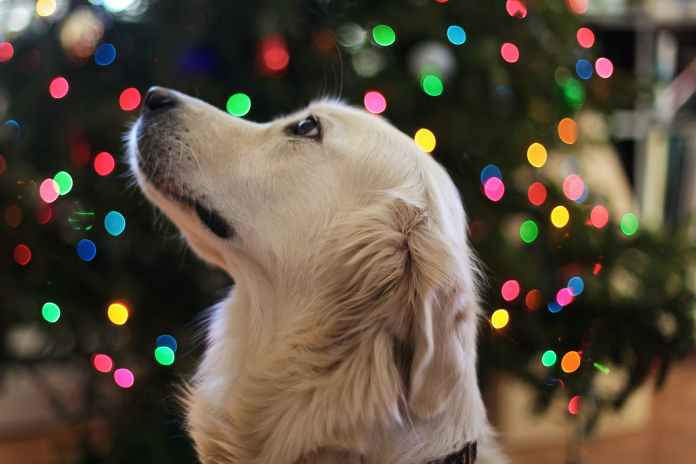 La pirotecnia causa efectos dañinos, por eso el veterinario invita a celebrar las festividades navideñas pensando en el bienestar de perros, gastos y aves. (Foto La Hora: Leah Kelley en Pexels)