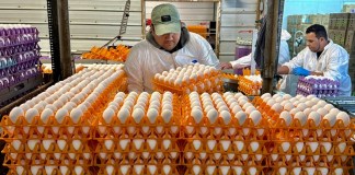 Trabajador carga cajas de huevo, en la planta procesadora Sunrise Farms en Petaluma, California, donde se produjo un brote de gripe aviar en semanas recientes. Foto: Terry Chea-AP/La Hora