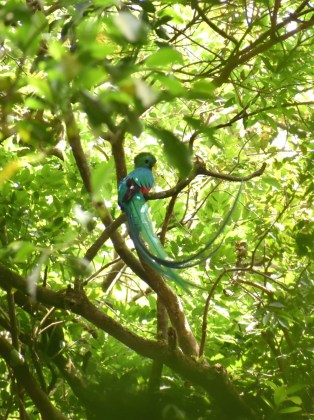 El Quetzal es una de las aves que habita en el Volcán de Agua. Foto: Cortesía, Gabriel Reyes/La Hora