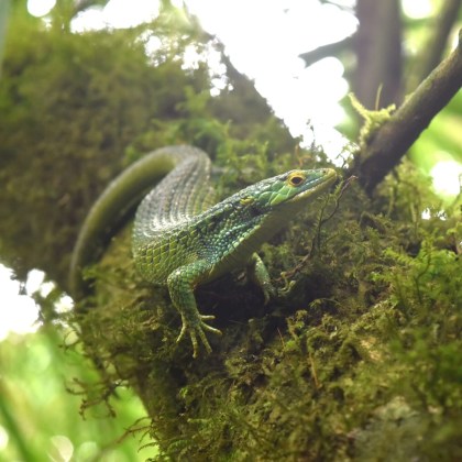 Los anfibios son parte importante del ecosistema del lugar. Foto: Cortesía, Gabriel Reyes/La Hora