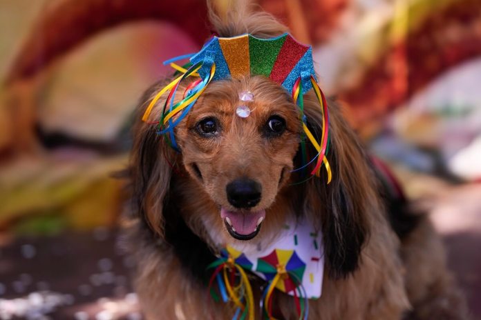 Un perro disfrazado participa del "Blocao", el desfile de Carnaval de los perros en Río de Janeiro, sábado 10 de febrero de 2024.