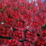 Las rosas son el tipo de flor más solicitado en febrero. Foto: Agexport/La Hora