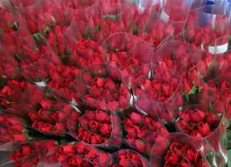 Las rosas son el tipo de flor más solicitado en febrero. Foto: Agexport/La Hora