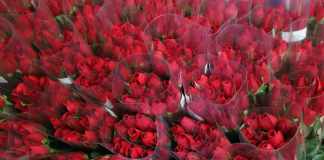 Las rosas son el tipo de flor más solicitado en febrero. Foto: Agexport/La Hora