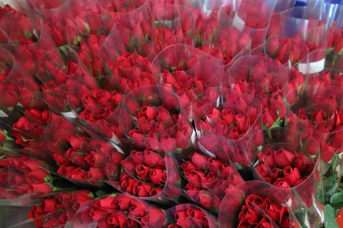 Las rosas son el tipo de flor más solicitado en febrero. Foto: Agexport/La Hora