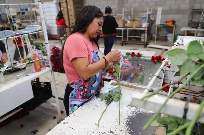 Guatemala está por triplicar las exportaciones de flores durante febrero. Foto: Agexport/La Hora