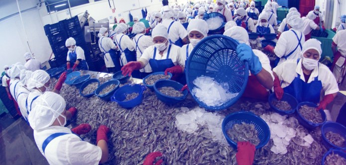 El cierre de fronteras pone en riesgo a mÃ¡s de 5 mil empleos que se dedican a la producciÃ³n y venta de camarÃ³n nacional. (Foto: Agexport)