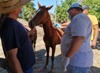 El MAGA es responsable de regular lo relacionado a todo tipo de ganado en el país. En la fotografía una jornada de vacunación implementada por técnicos de la institución. Foto / MAGA.
