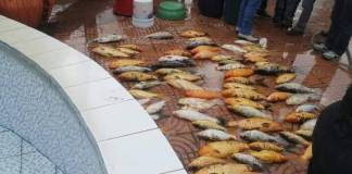 En la fuente del parque central de Cuyotenango, Suchitepéquez, fueron envenenados más de 60 peces. Foto: Suchitepéquez Departamento/La Hora