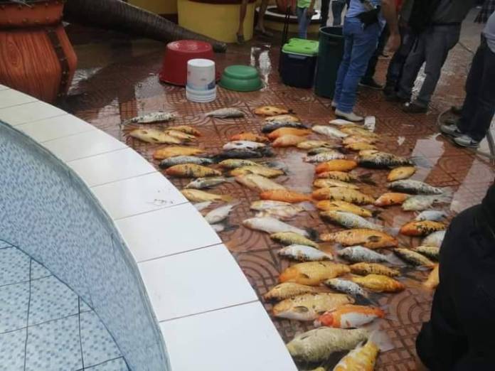 En la fuente del parque central de Cuyotenango, SuchitepÃ©quez, fueron envenenados mÃ¡s de 60 peces. Foto: SuchitepÃ©quez Departamento/La Hora