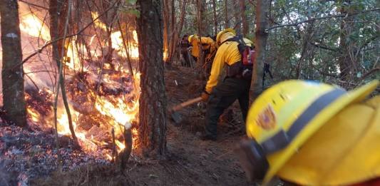 La táctica de talar áreas para que el fuego ya no tenga qué quemar es la que suele usarse en muchos incendios forestales. Foto La Hora / Conred.