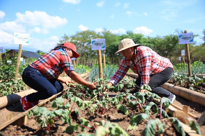 Mujeres participan en la siembra de verduras en un huerto.