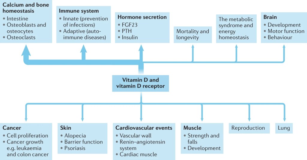 Foto: Nature Reviews Endocrinology/La Hora