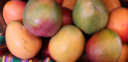 Los mangos, como la variedad Tommy, son vendidos en el exterior. (Foto: Agexport)