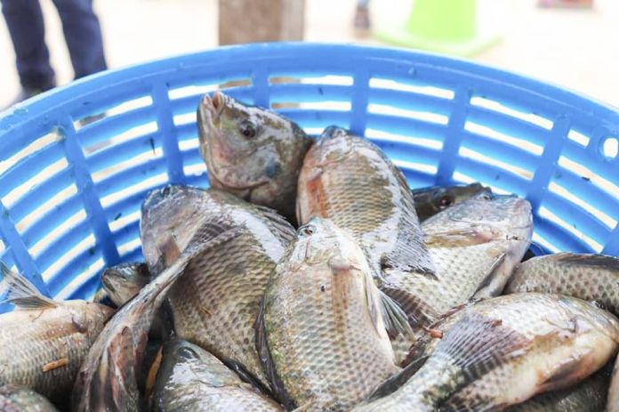 Los productores de tilapia en Petén desean incrementar su producción e implementar la trazabilidad de su producto. Foto. MAGA