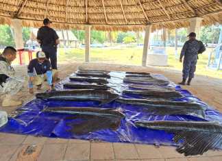 Tres personas abordo de una embarcación viajaban con varios ejemplares de peces vela. (Foto: Ejército de Guatemala)