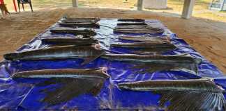 El pez vela es una animal protegido y su comercialización, consumo y captura contempla sanciones penales. (Foto: Ejército de Guatemala)
