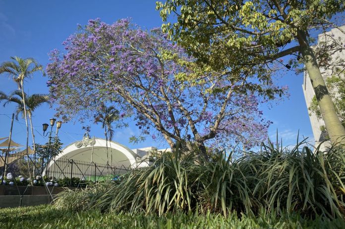 Las jacarandas florecen en febrero, marzo y abril. 