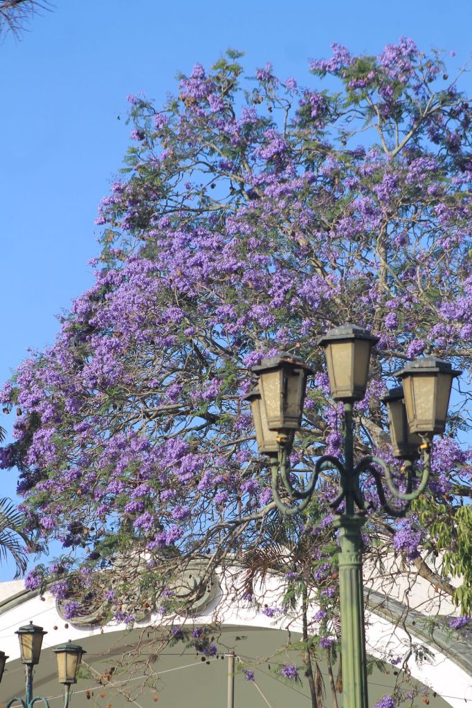 Los árboles de jacarandas pueden medir hasta 15 metros. 