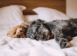 Las mascotas también necesitan espacios donde se sientan seguras y que estarán bien. Foto: Pexels en Pixabay/La Hora