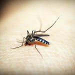 Salud advierte de casos de dengue. (Foto: Pixabay)