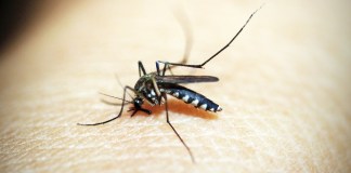 Salud advierte de casos de dengue. (Foto: Pixabay)