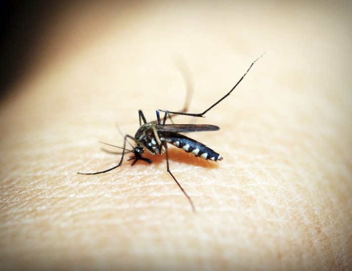 Salud advierte de casos de dengue. (Foto: Pixabay)