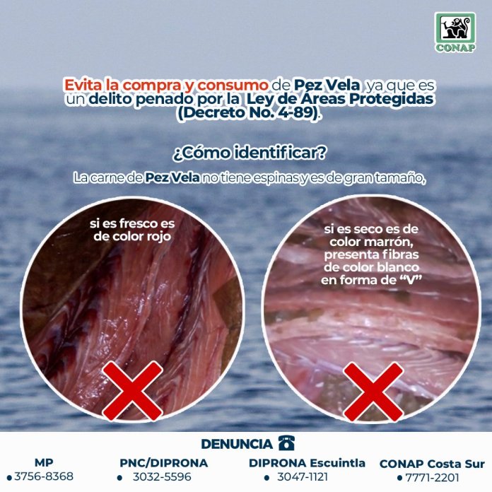 El Conap explica cómo diferenciar la carne de pez vela. 