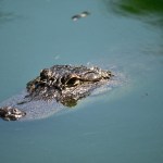 Caiman