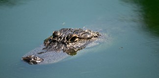 Caiman