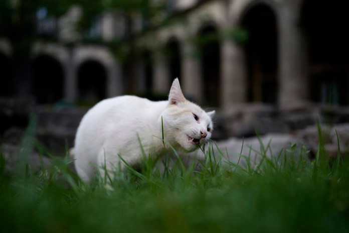 Coco mordisquea una brizna de hierba en un jardín del Palacio Nacional en Ciudad de México, el jueves 4 de marzo de 2024. Hay 19 gatos con carta blanca en el Palacio Nacional de México, que recorren desde hace mucho los frondosos jardines y antiguos salones coloniales de uno de los edificios más emblemáticos del país. Foto: Eduardo Verdugo-AP/La Hora