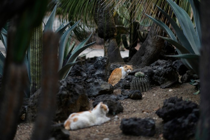 Gatos descansan en el jardín del Palacio Nacional en Ciudad de México, el jueves 4 de marzo de 2024. Hay 19 gatos con carta blanca en el Palacio Nacional de México, que recorren desde hace mucho los frondosos jardines y antiguos salones coloniales de uno de los edificios más emblemáticos del país. Foto: Eduardo Verdugo-AP/La Hora