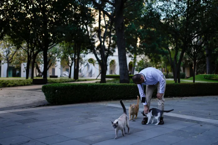 El veterinario Jesús Arias saluda a Ollin en un jardín del Palacio Nacional en Ciudad de México, el jueves 4 de marzo de 2024. Hay 19 gatos con carta blanca en el Palacio Nacional de México, que recorren desde hace mucho los frondosos jardines y antiguos salones coloniales de uno de los edificios más emblemáticos del país. Foto:Eduardo Verdugo-AP/La Hora