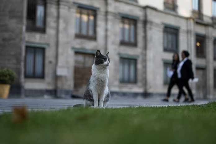 Ollin se sentado en uno de los jardines del Palacio Nacional en Ciudad de México el jueves 4 de marzo de 2024. Ollin, uno de los 19 gatos que viven en el Palacio Nacional, recibió su nombre por la palabra azteca para 