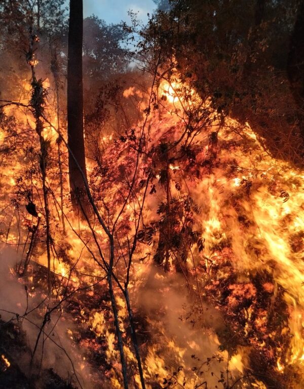 La Coordinadora Nacional para la Reducción de Desastres (Conred) informa que 20 mil 710 hectáreas afectadas por incendios. Foto: Conred