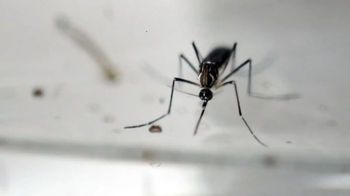 El dengue se transmite por picadura de zancudos. Foto: La Hora