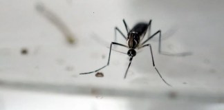 El dengue se transmite por picadura de zancudos. Foto: La Hora