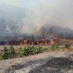 "Incendio forestal registrado en la finca Estanzuela del municipio de San José del Golfo".