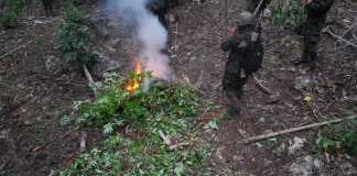 Erradicación de plantación de hojas de coca valorada en Q2.8 millones en Alta Verapaz. Foto: Ejército de Guatemala