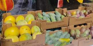 Desde hace cinco años en Guatemala ya hay sembradas más de 20 nuevas variedades de mango. Foto: La Hora / Agexport