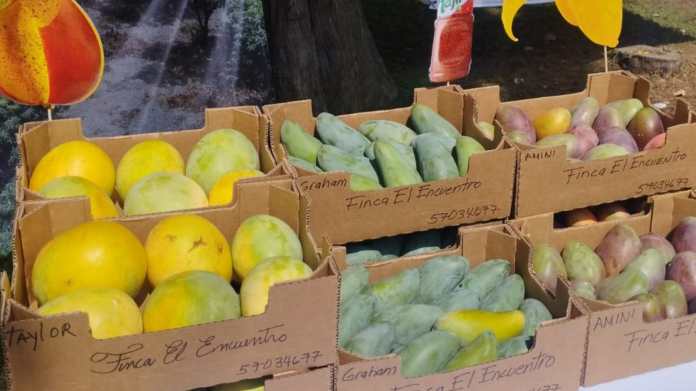 Desde hace cinco años en Guatemala ya hay sembradas más de 20 nuevas variedades de mango. Foto: La Hora / Agexport