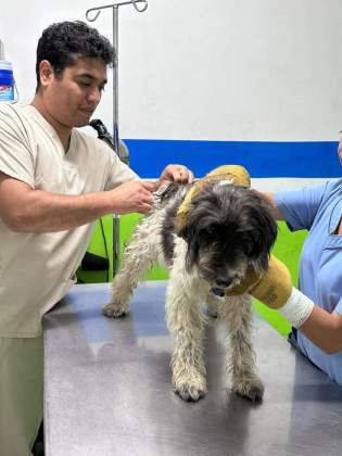 Los perros serán dados en adopción cuando estén 100% recuperados. (Foto La Hora: Cortesía, Municipalidad de Mixco)